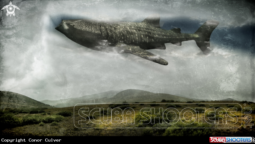 A Whale Shark