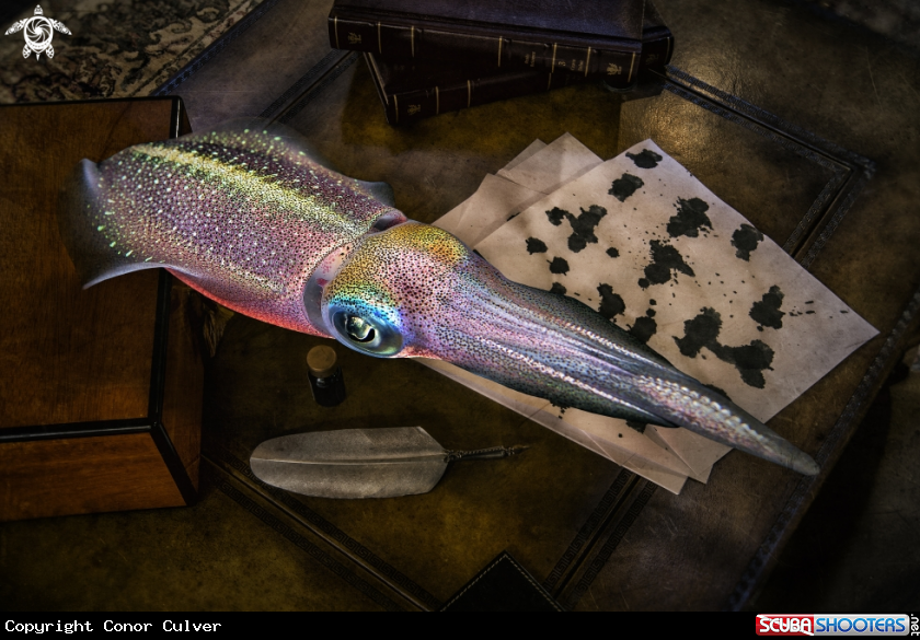 A Caribbean Reef Squid