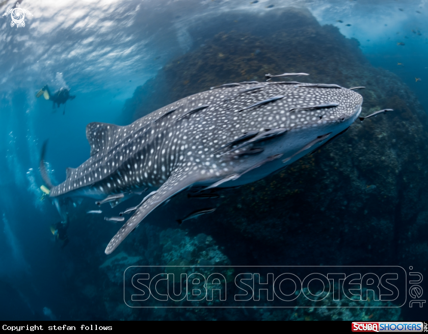 A Whale Shark