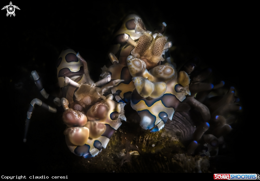 A harlequin shrimp