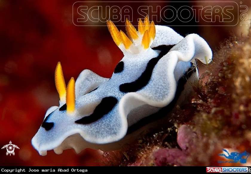 A Chromodoris