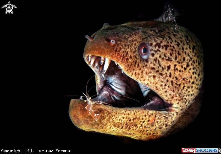 A Moray