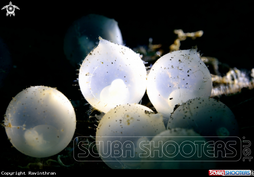 A Eggs of Flamboyant 