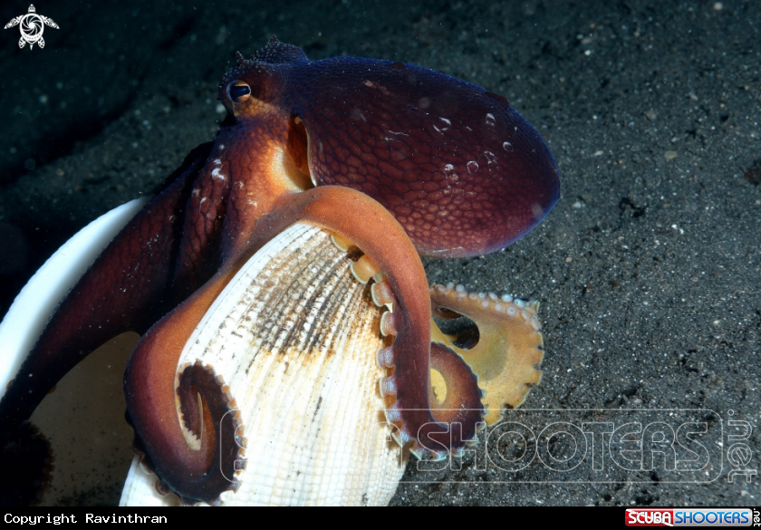 A Coconut Octopus