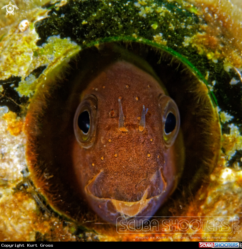 A Rockskipper Blenni