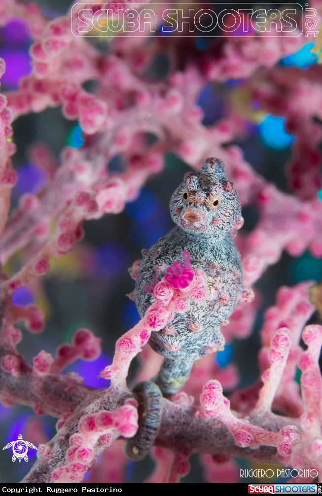 A Pigmy seahorse