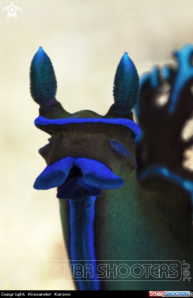 A Gloomy Nudibranch
