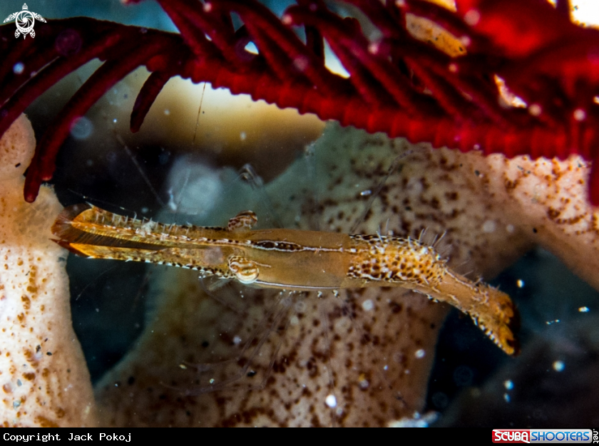 A Donald Duck shrimp
