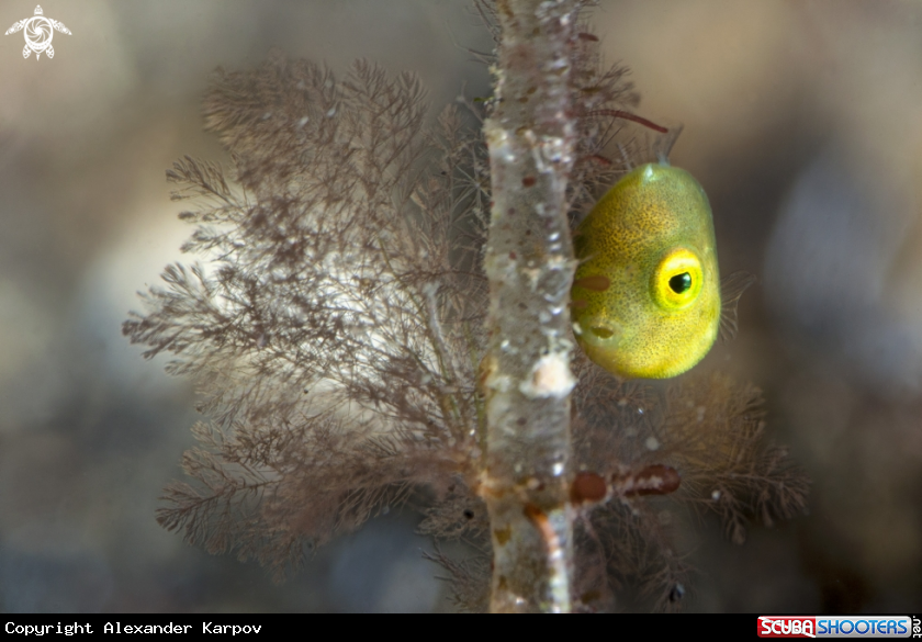 A File Fish. 4mm