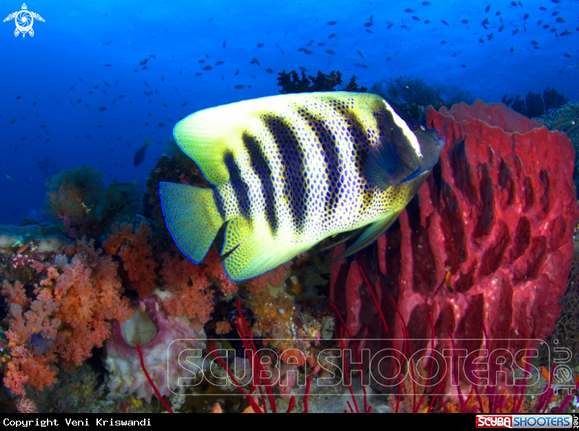A Six-banded anglefish