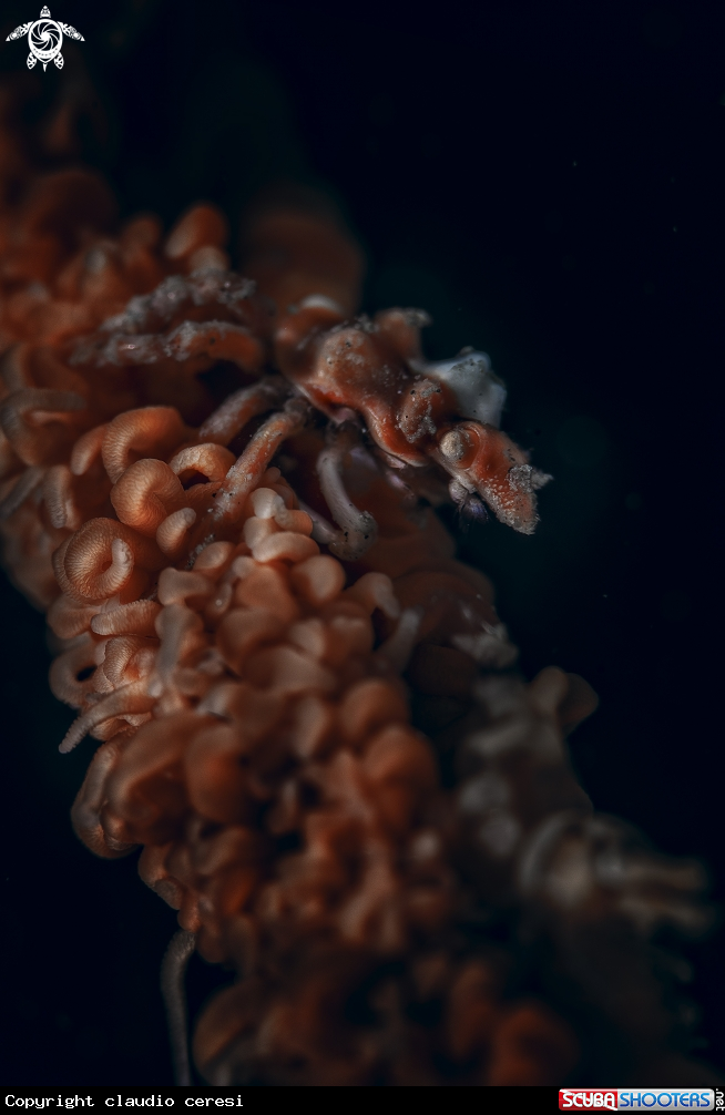 A Wire Coral Crab