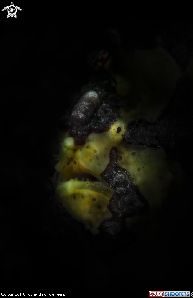 A The longlure frogfish