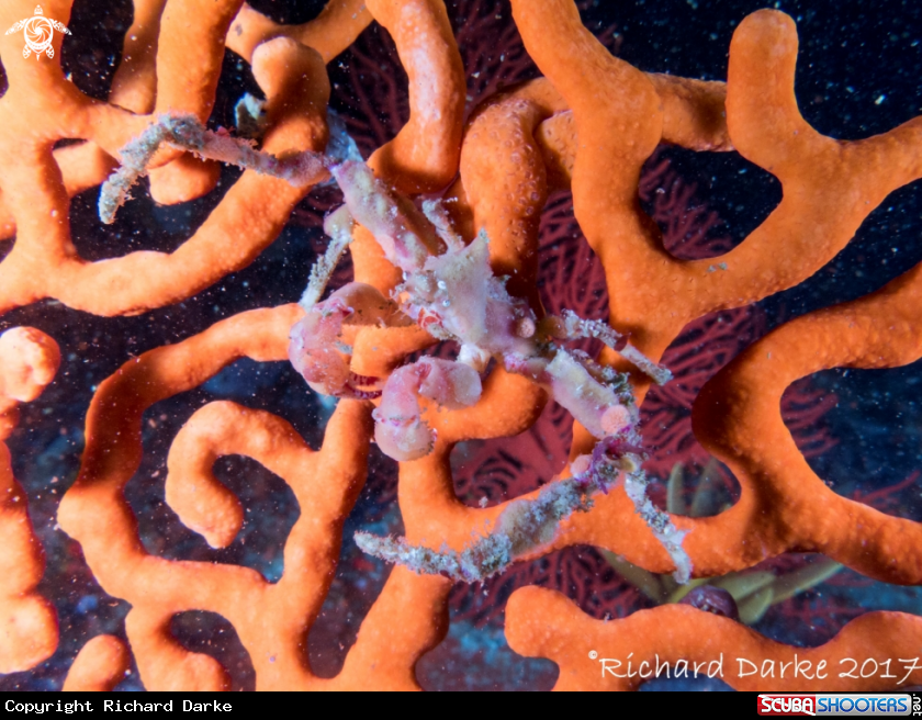 A Hotlips Spider Crab