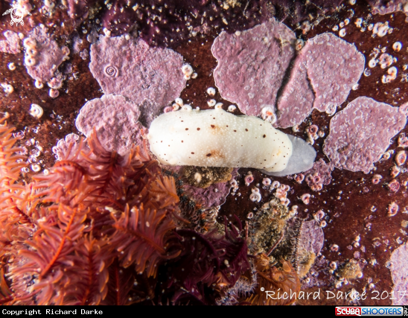A Small Dot Dorid