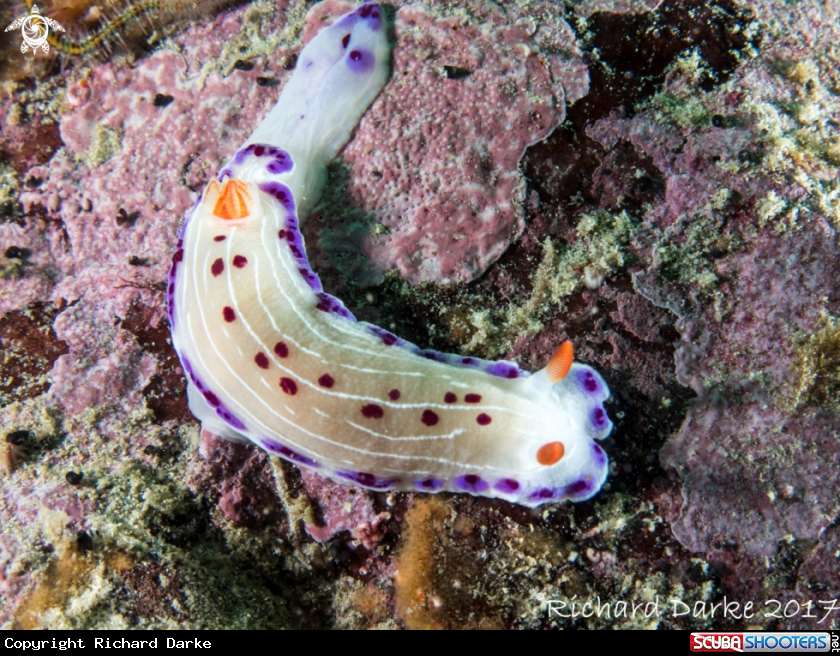 A Cape Dorid