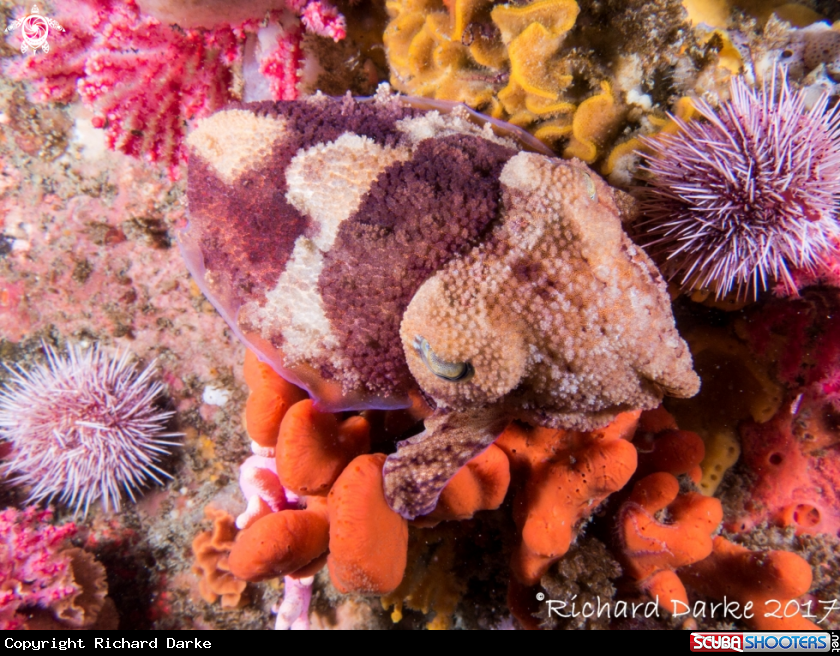 A Cuttlefish