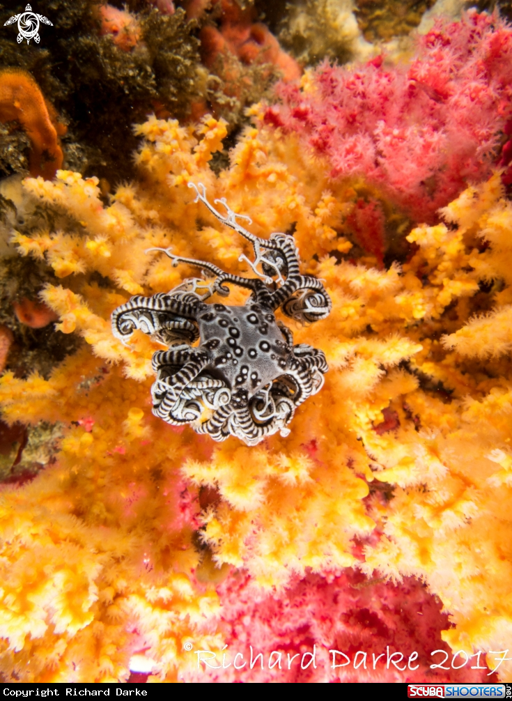 A Basket Star
