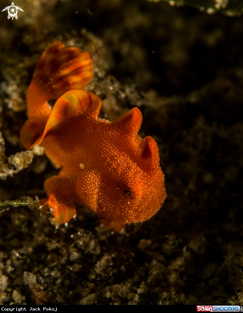 A Painted frogfish 