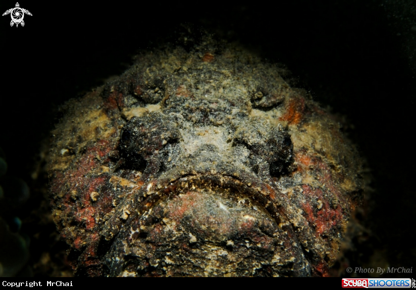 A Stone fish