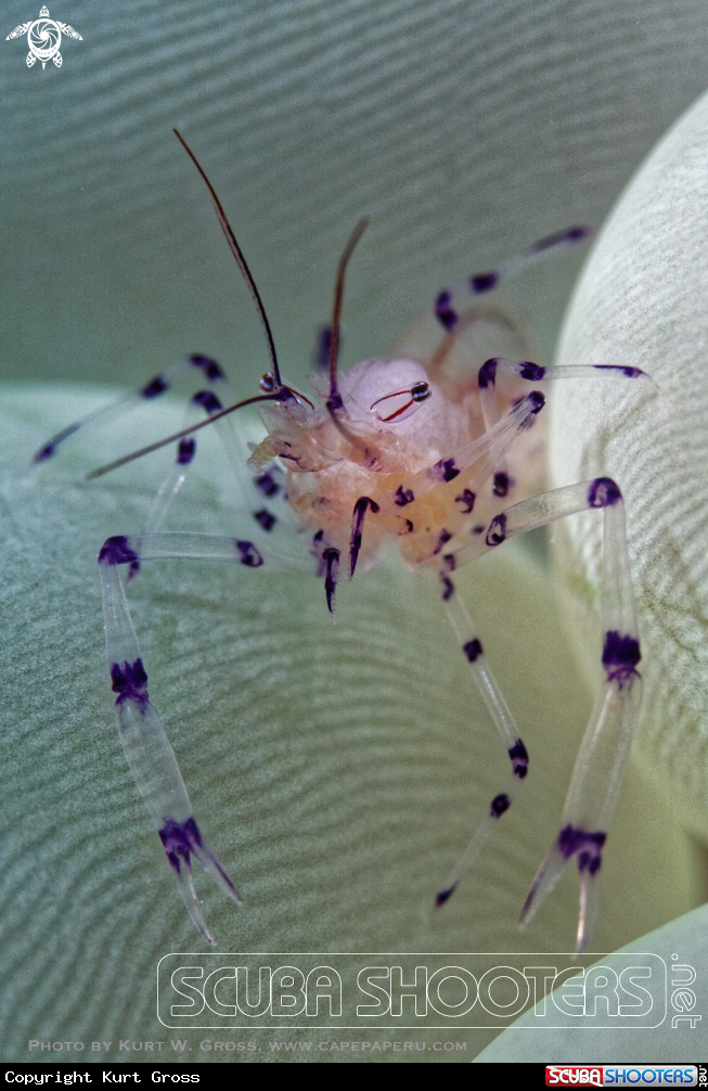 A Shrimp