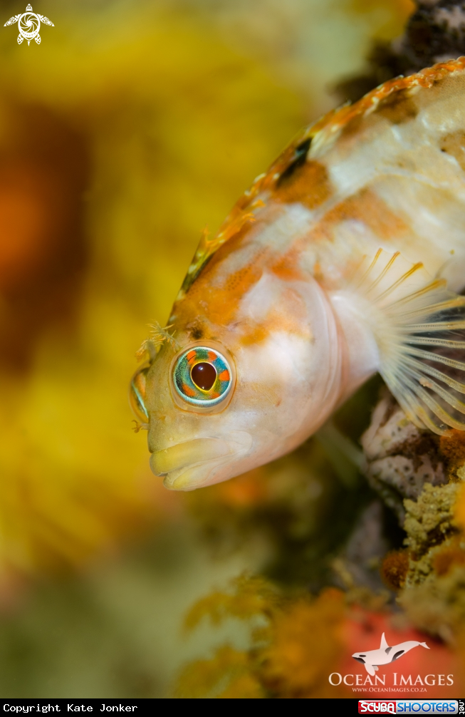 A Klipfish