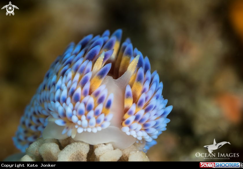 A Gasflame Nudibranch