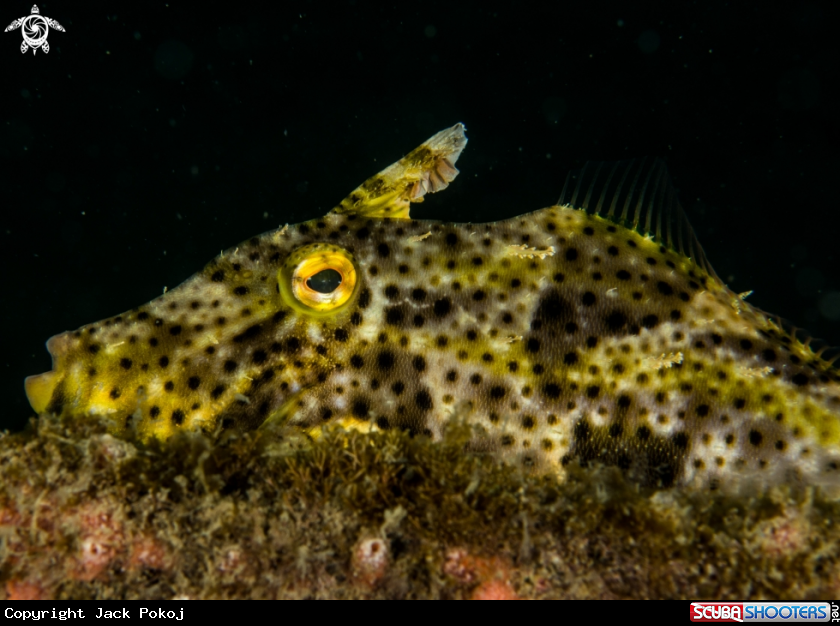 A Filefish