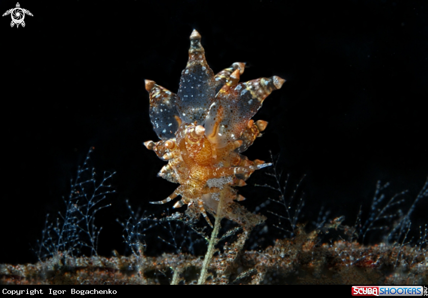 A Nudibranchs