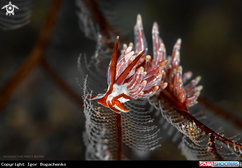 A Nudibranchs