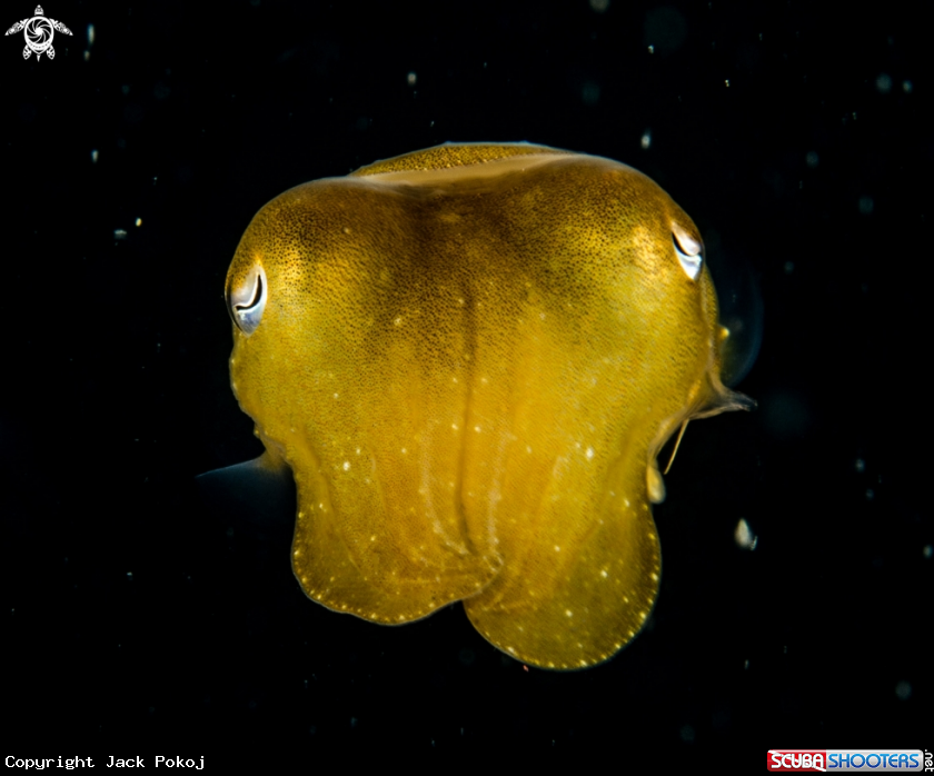 A Cuttlefish