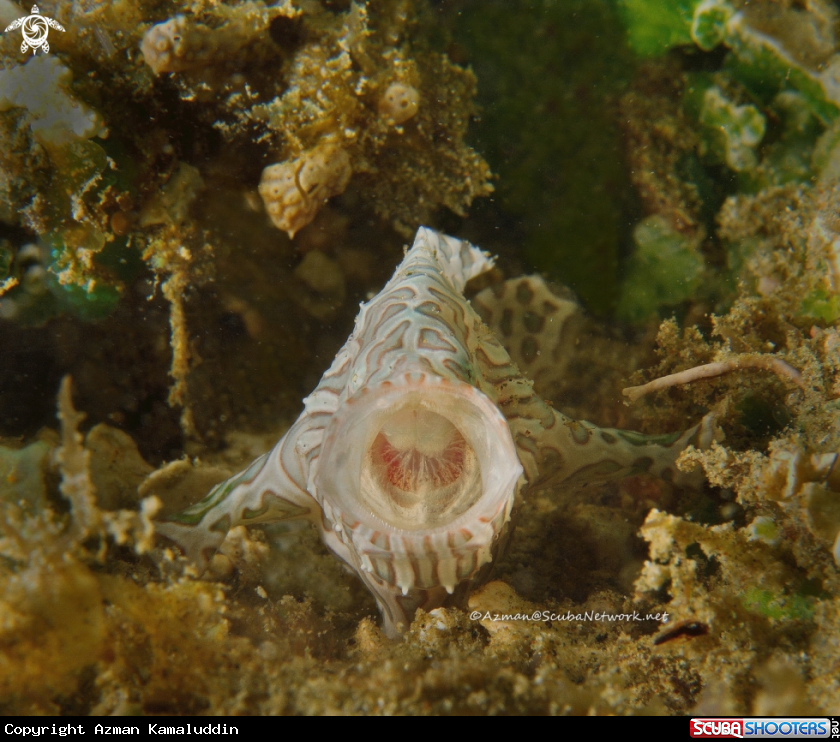 A Ambon Frog Fish