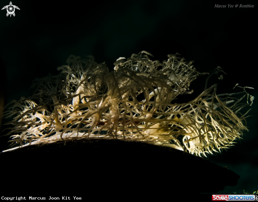 A Nudibranch