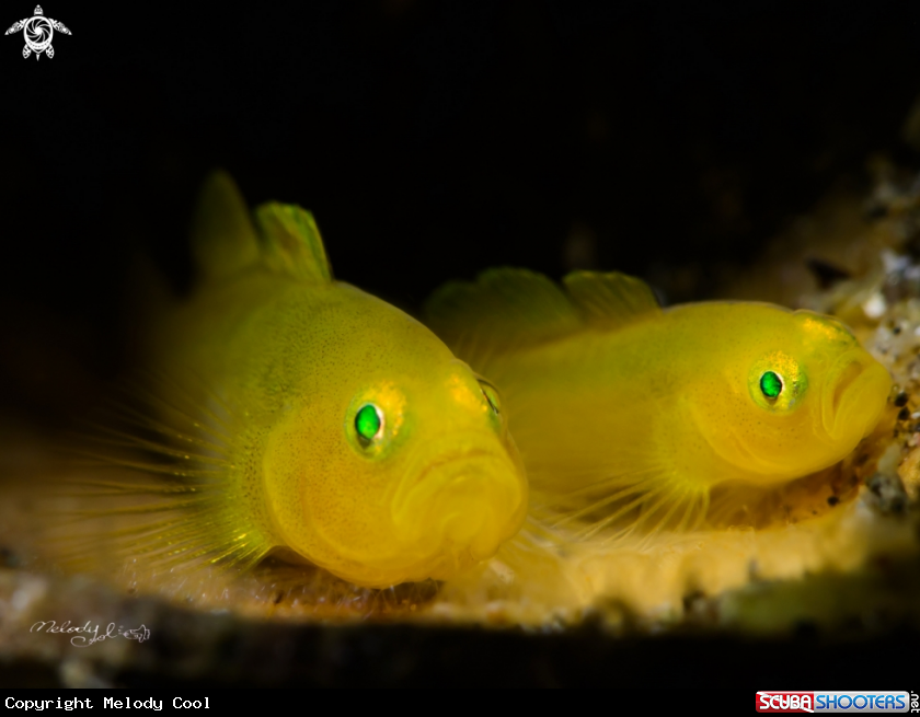 A Lemon Goby 