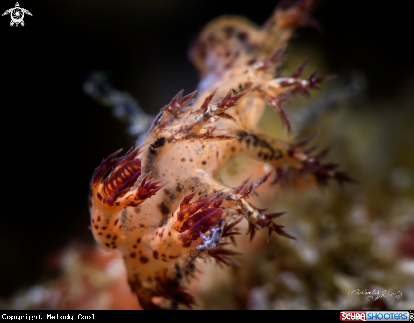 A Nudibranch