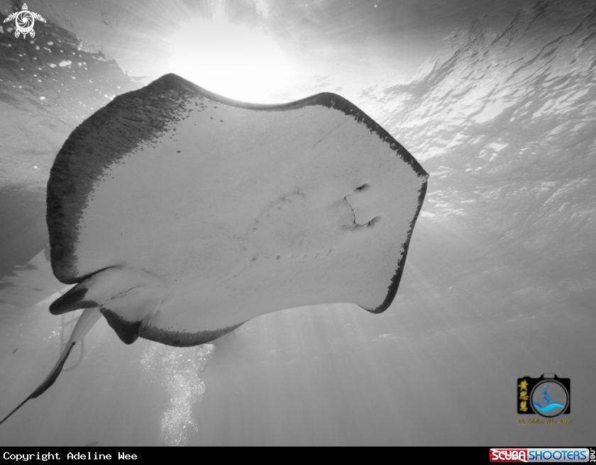 A Southern stingray