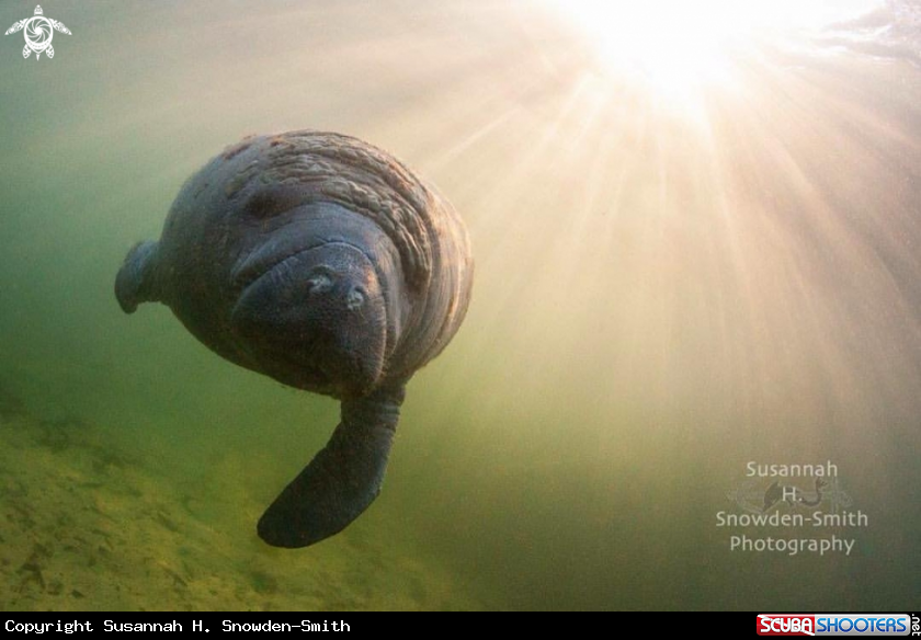 A Manatee