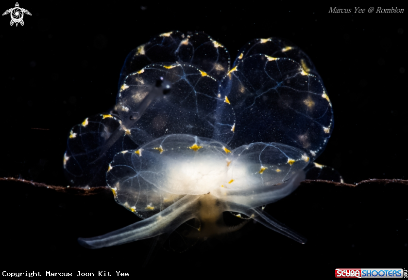 A Butterfly Nudi