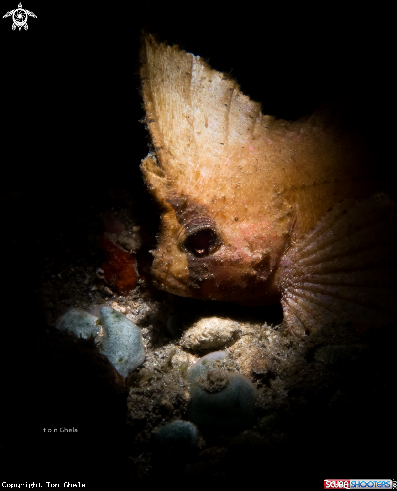 A Leaf Fish
