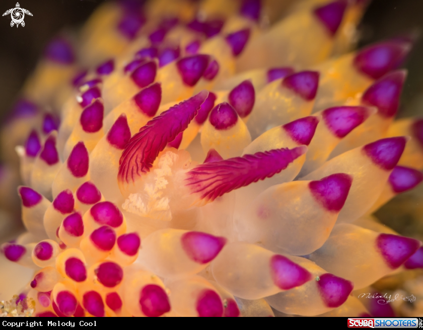 A Nudibranch