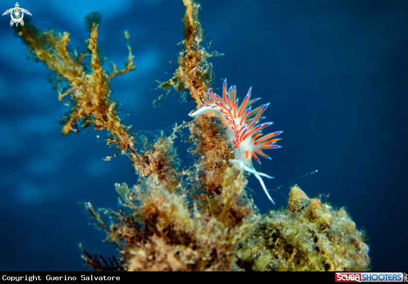 A nudibranch