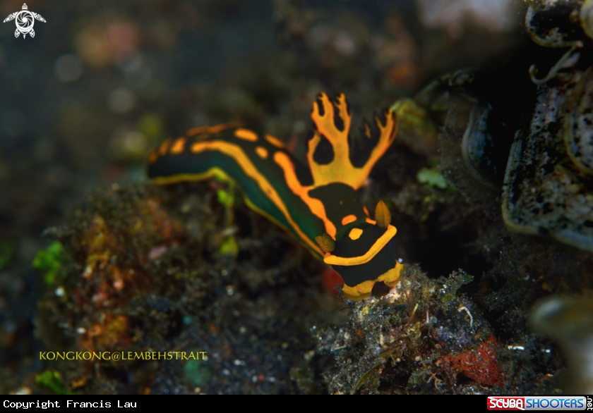 A Nudibranch