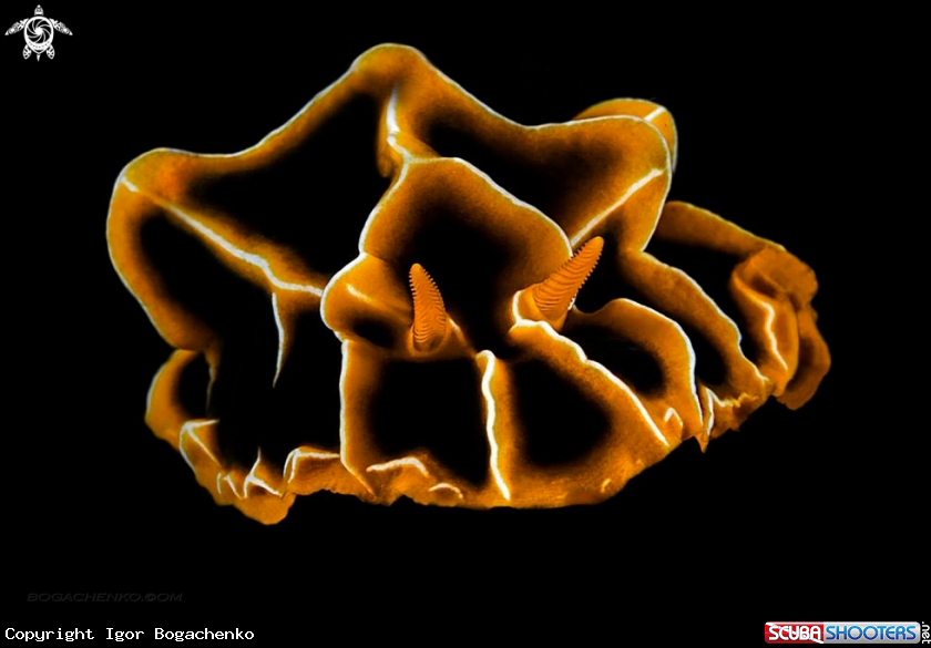 A Nudibranchs
