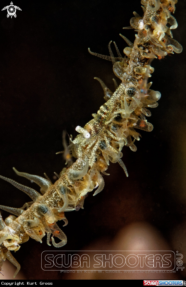 A Shrimp