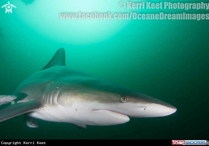 A Blacktip