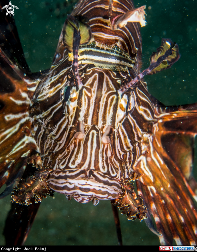 A Lionfish