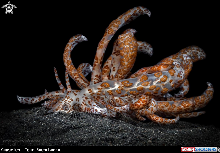 A Nudibranch