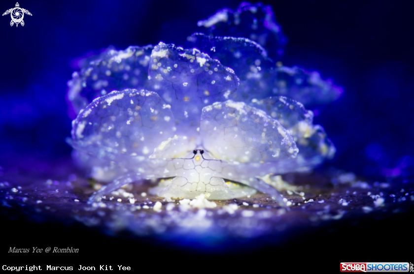 A Butterfly Nudi