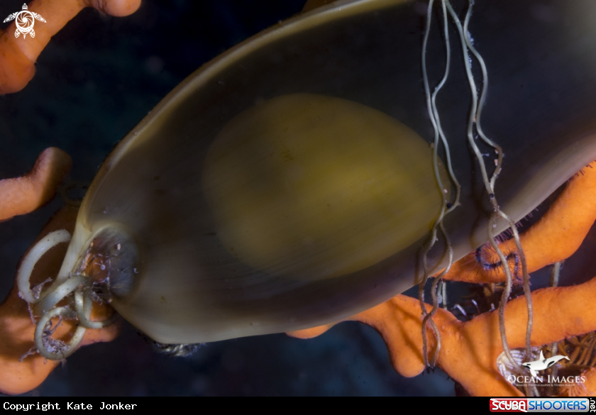 A Shark's Egg