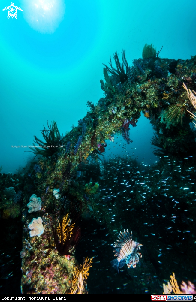 A lionfish and softcoral