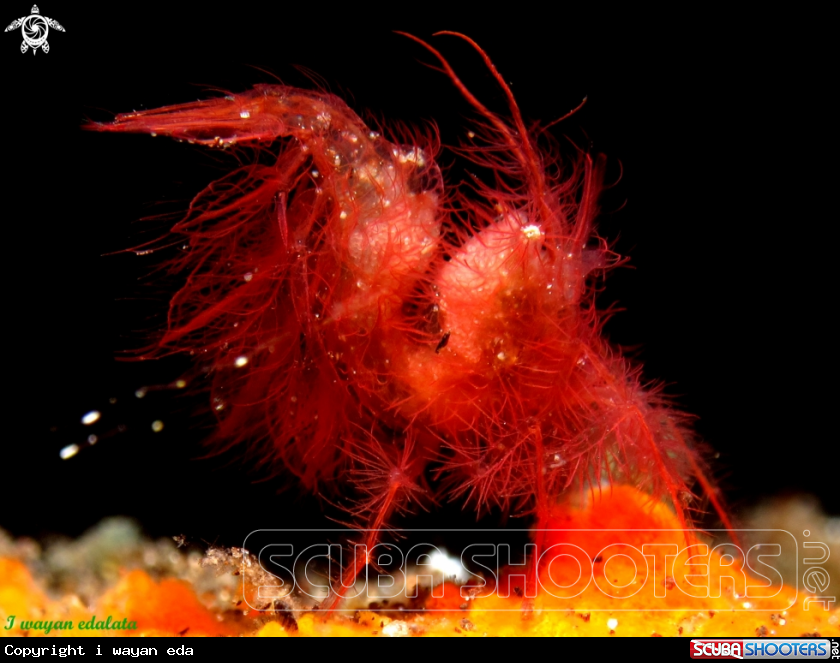 A Chicken hairy shrimp